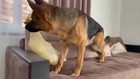 Funny German Shepherd Reaction to Duck