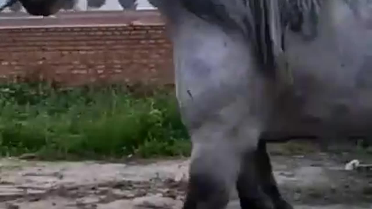This is a very Big horsh 🐎🐎🐎🐎🐎😱😱😱😱😱