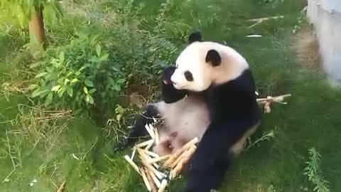 giant pandas