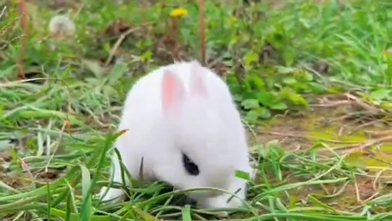 Soo cute rabbit