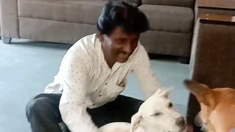 Funny dog || enjoying moment