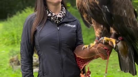 Giant Eagle