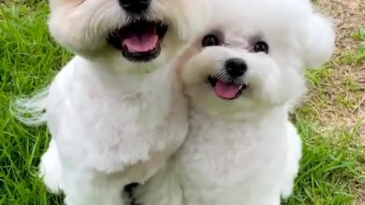 Cutest Puppies funny videos | Cute moments of Puppies #puppy #Cute #Pets