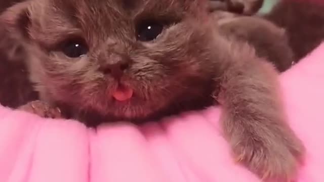 OMG So Cute Cats ♥ Best Funny Cat ❤️🐈Videos 2021 #shorts