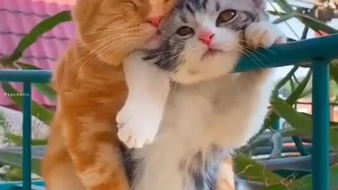 Cat in love