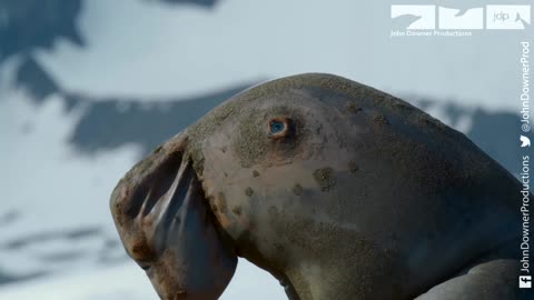 Assistance Required for Robot Spy Penguin by Spy Elephant Seal During an Elephant Seal Battle!