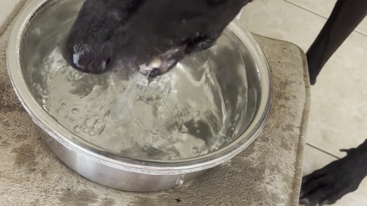 Great Dane Makes a Mess at Water Bowl