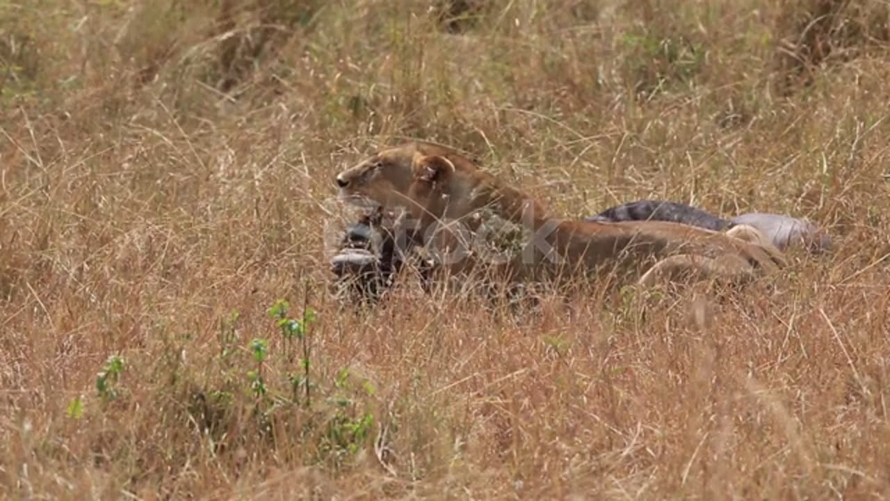 Lion taking a breath after killing