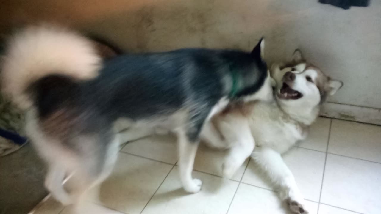 Avalanche gently slams Luna down because he's trying to rest. #alaskan malamute