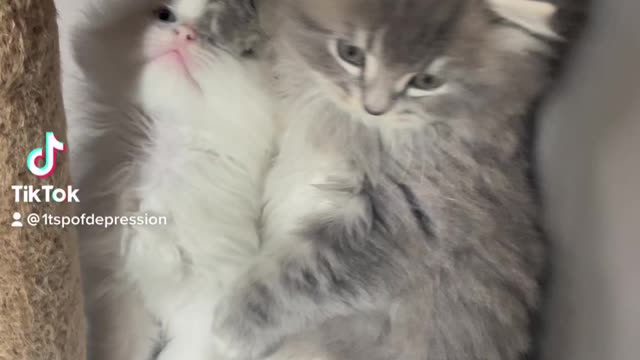 10 WEEK OLD KITTENS PLAYING 😍😍😍