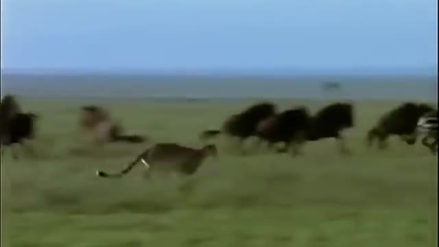 Amazing Cheetah Chase Compilation-10