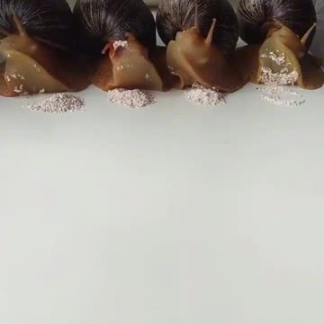 Giant African snails having a snack