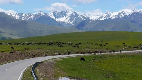 Animals, horses and cows graze in the meadows of the Elbrus region, go out on the road