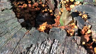 Large Toad Stuck in Rotting Log with Orange Mushrooms