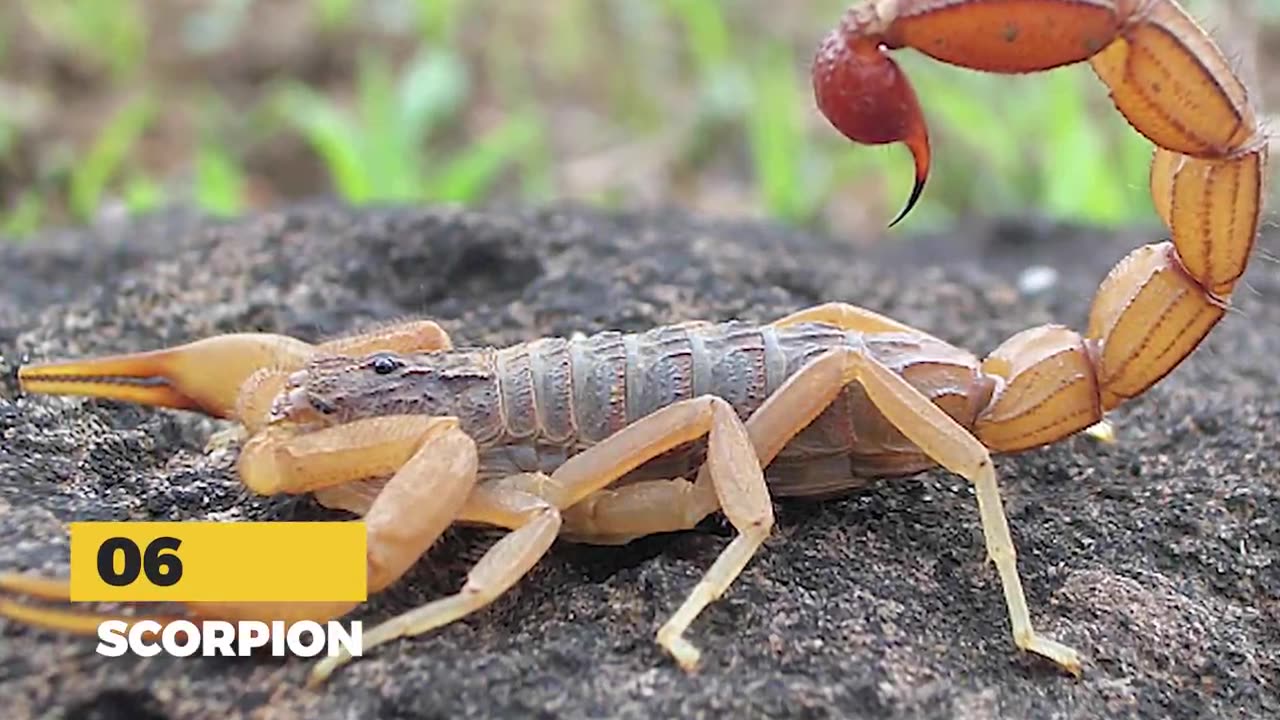 15 HORRIFIC Ways Animals Kill Their Prey | Pet Spot