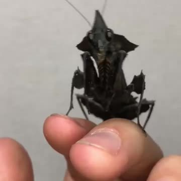 Black Praying Mantis