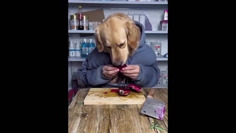 Funny Animals.Watch and enjoy