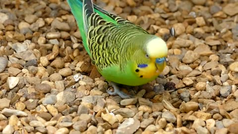 A little bird....
