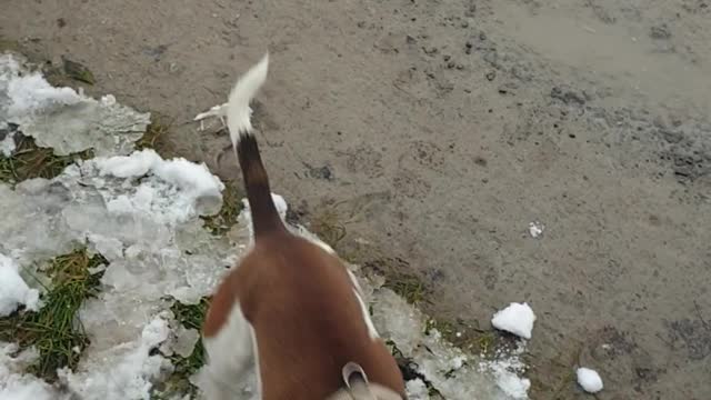 Dog Catches and Eats Snowballs