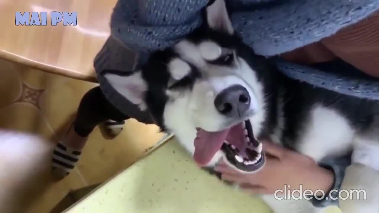 HUSKY DOGS YAWNING