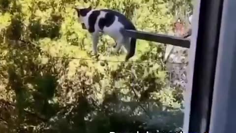 Funny video
