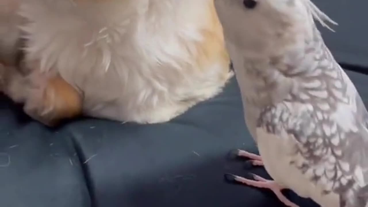 A puppy is annoyed by a parakeet