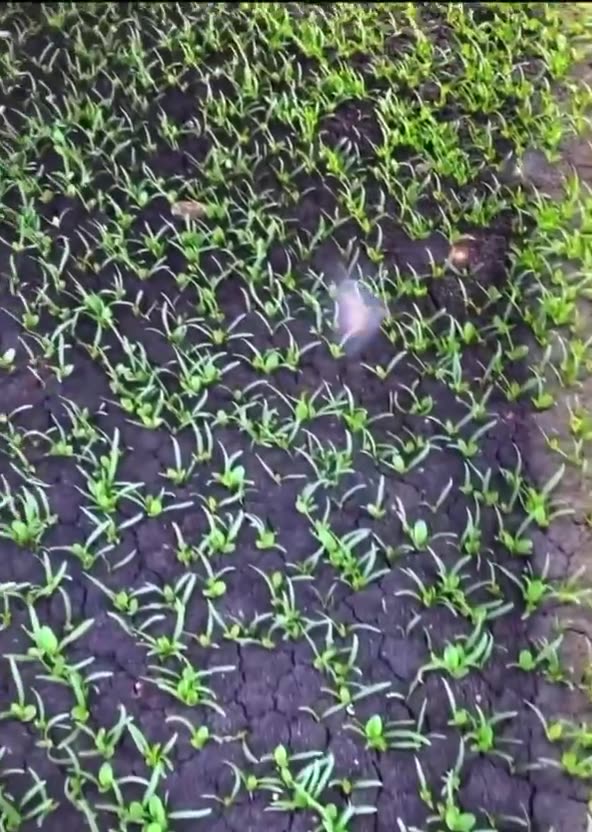 AI-based laser-based pesticide and herbicide