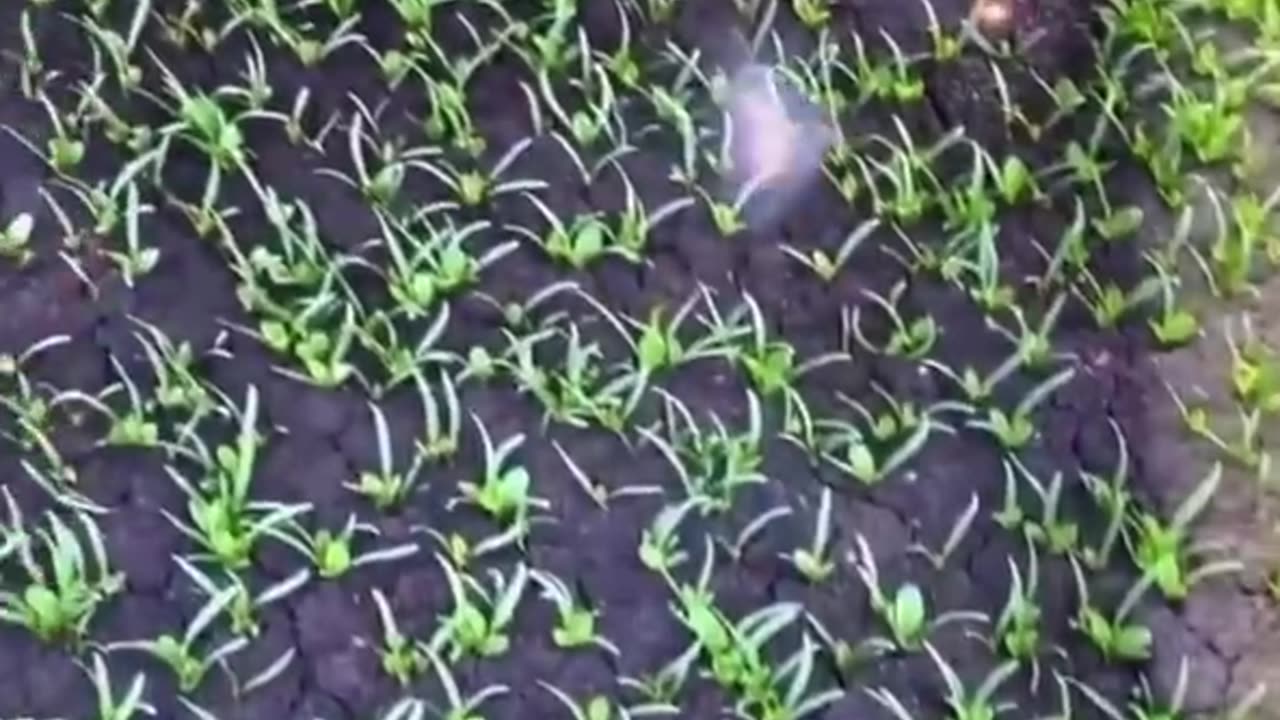 AI-based laser-based pesticide and herbicide