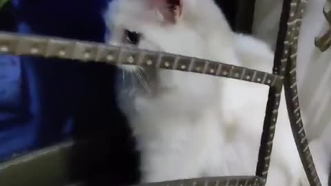 Cute and funny cat video.