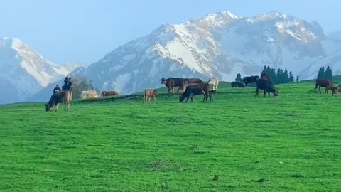 Watching the grassland with you