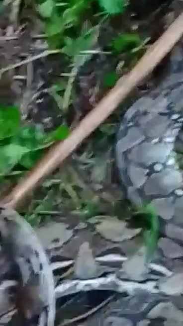 My brother Caught A big anaconda!