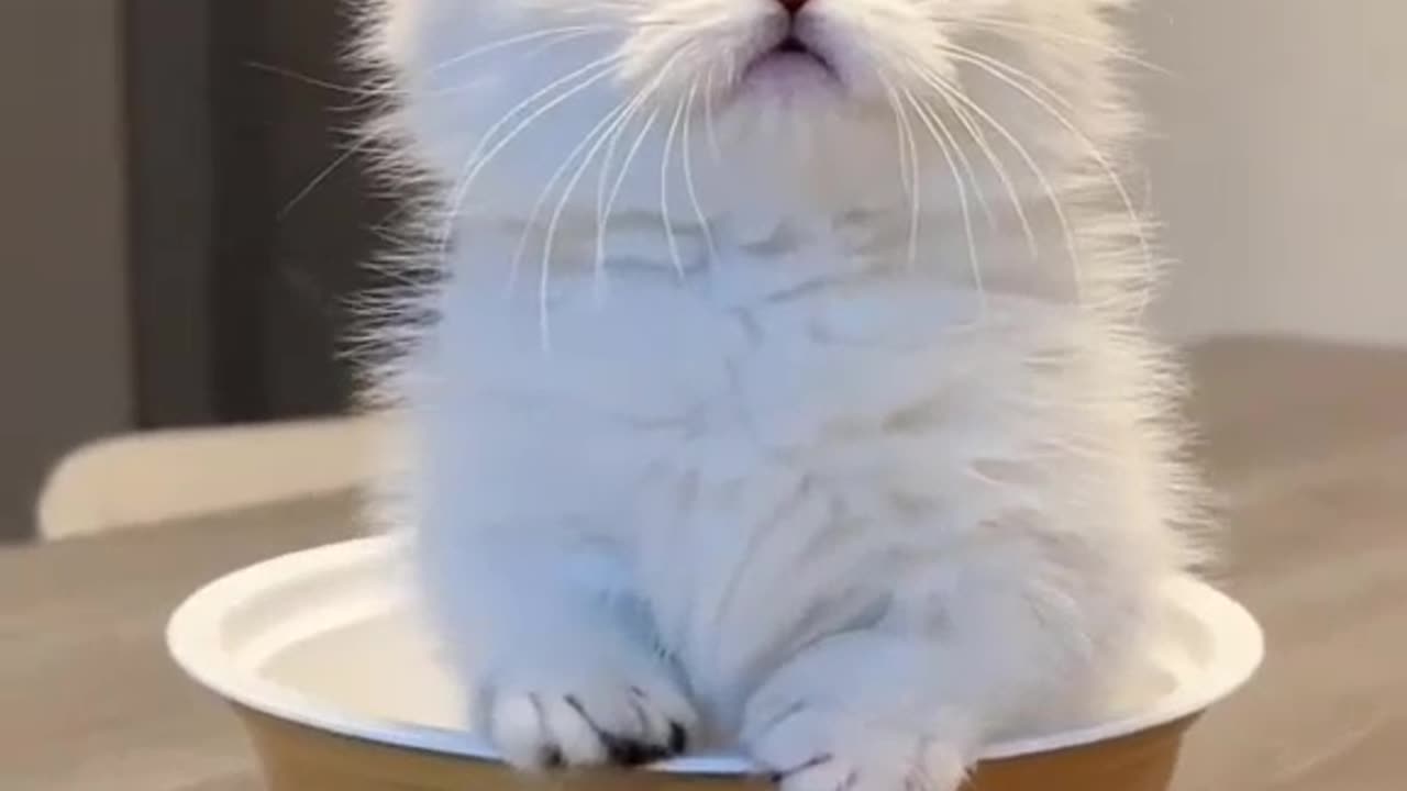 FUNNY CAT COMPILATION OF 2023