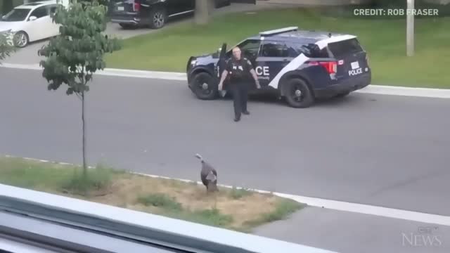 WATCH: Wild turkey faces off against Canadian police officer