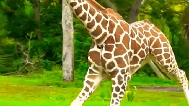 GIRAFFE beautifyl running.African Animal