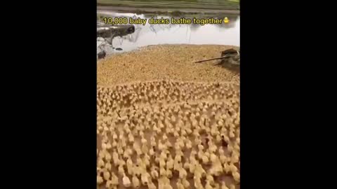 duckling party