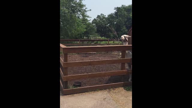 Llama teaches danny a lesson involving spit