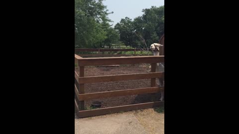 Llama teaches danny a lesson involving spit