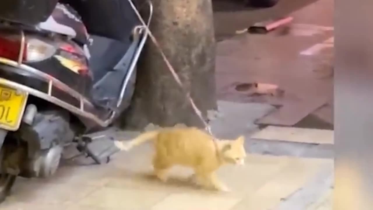 Cat new video