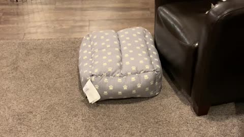 Henry the Roomba Dog