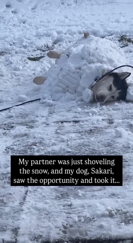 Husky in it’s natural environment 🤣😝