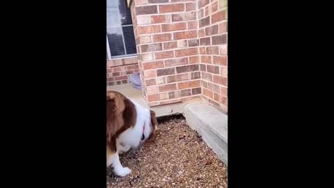 funniest animal videos 2022 part 4