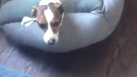 Funny Short Video Collection 1 (28)