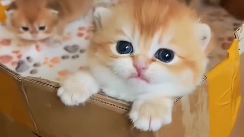 cat# cutecats