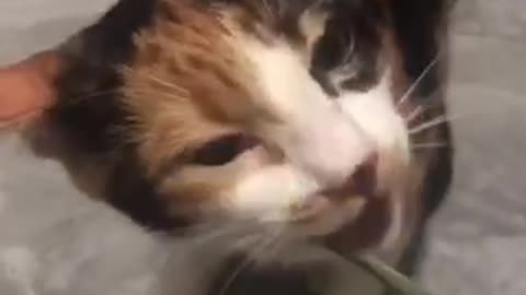Amazing cat 🐈‍⬛ trending video