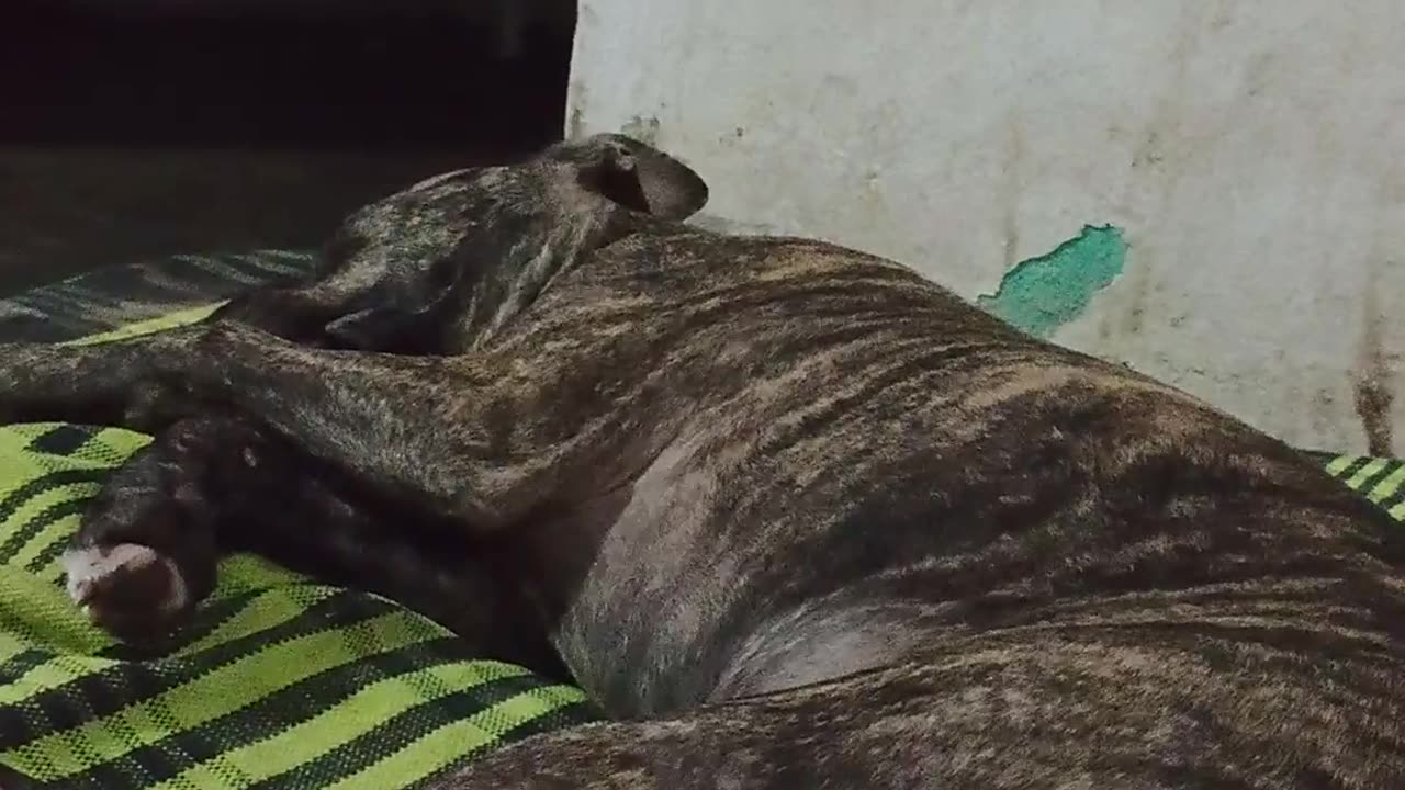 Pitbull Camuflada Pjl