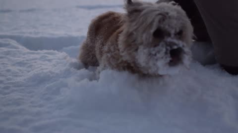 puppy playing in snow.