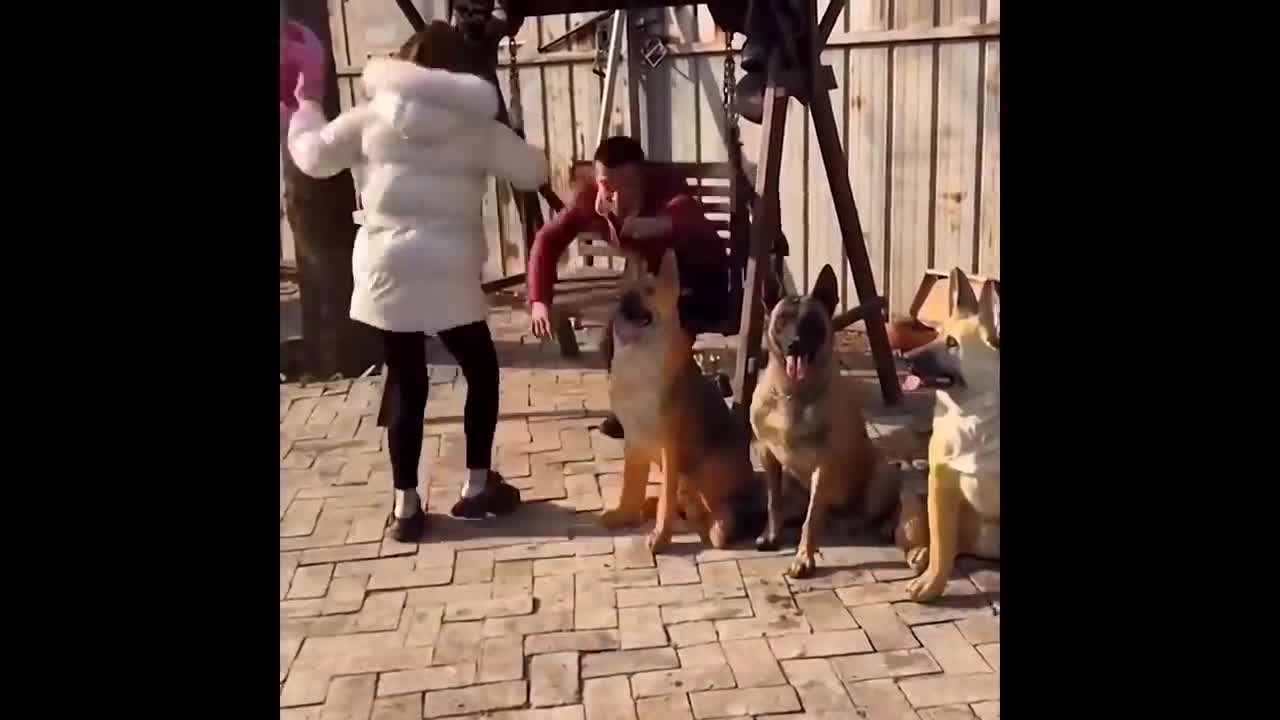 funny dogs and cats