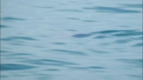 MANTA A SAN BENEDETTO DEL TRONTO