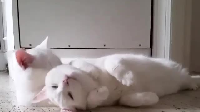 Aihao cat
