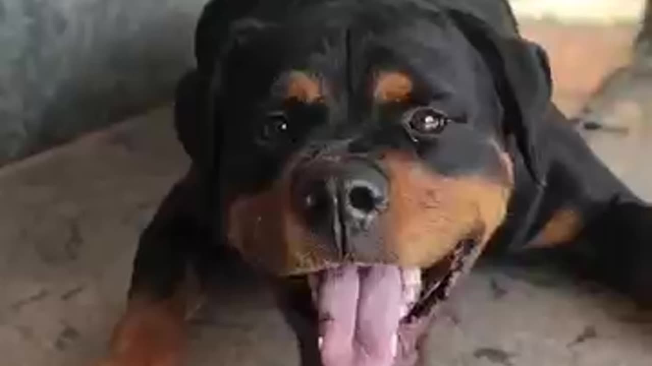Angry rottweiler barking hard. Soo scary 😮😮🫣😵😵